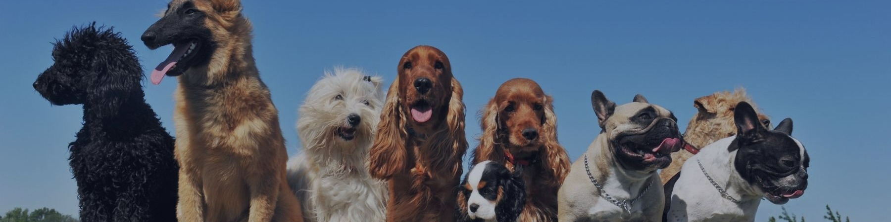 Dogs sitting in a row